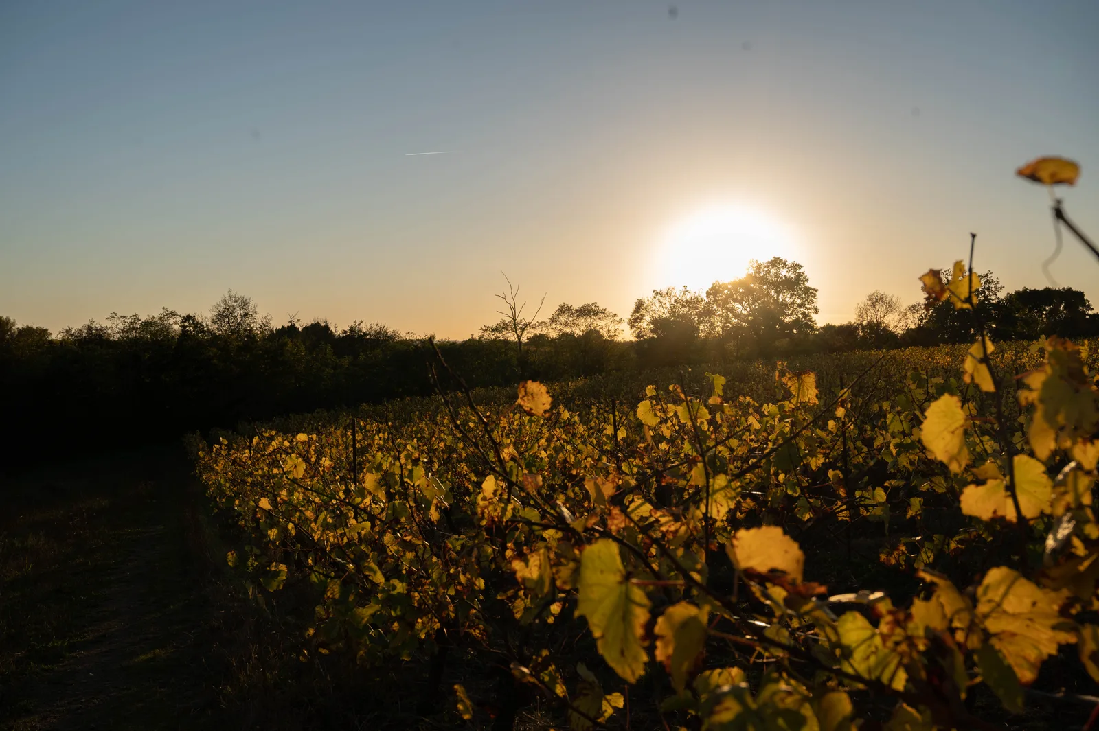 Les vignes de la Providence au coucher du soleil, Vallet